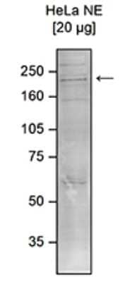 Western Blot: CHD1 Antibody [NBP3-18661] - Figure 1. Western blot analysis using the antibody directed against CHD1 Western blot was performed on nuclear extracts from HeLa cells (HeLa NE, 20 ug) with the antibody against CHD1 diluted 1:500 in TBS-Tween containing 5% skimmed milk. The molecular weight marker (in kDa) is shown on the left; the location of the protein of interest is indicated on the right.